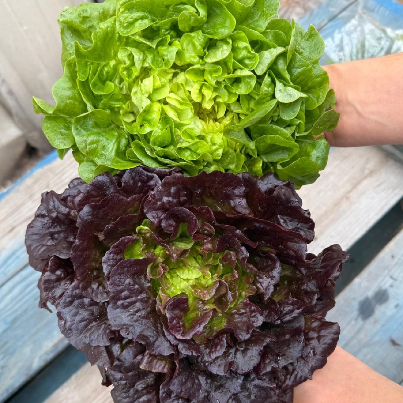 חסה בונרדה אורגנית