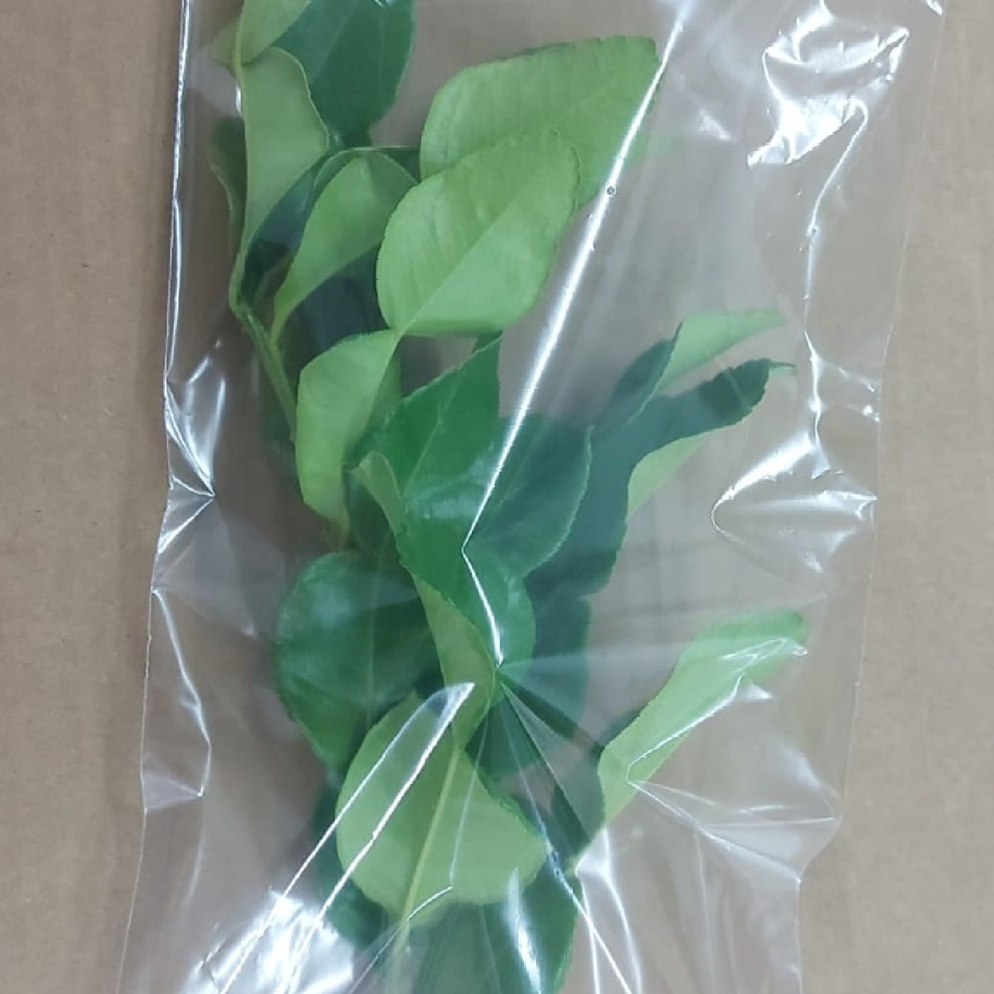 עלי קפיר ליים