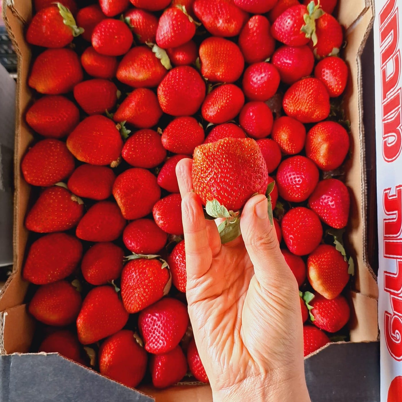 קרטון תות שדה