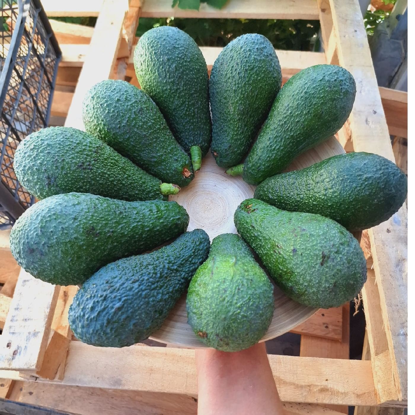 אבוקדו 