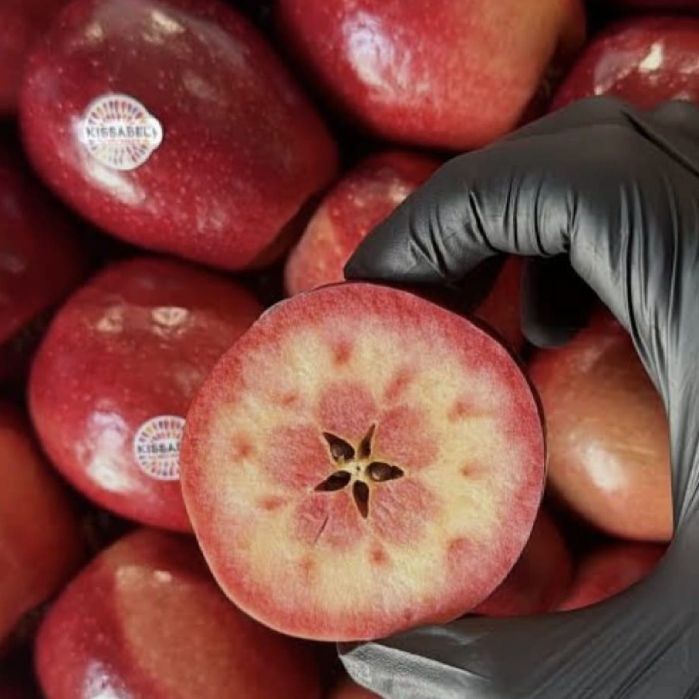 תפוח עץ דובדבן 