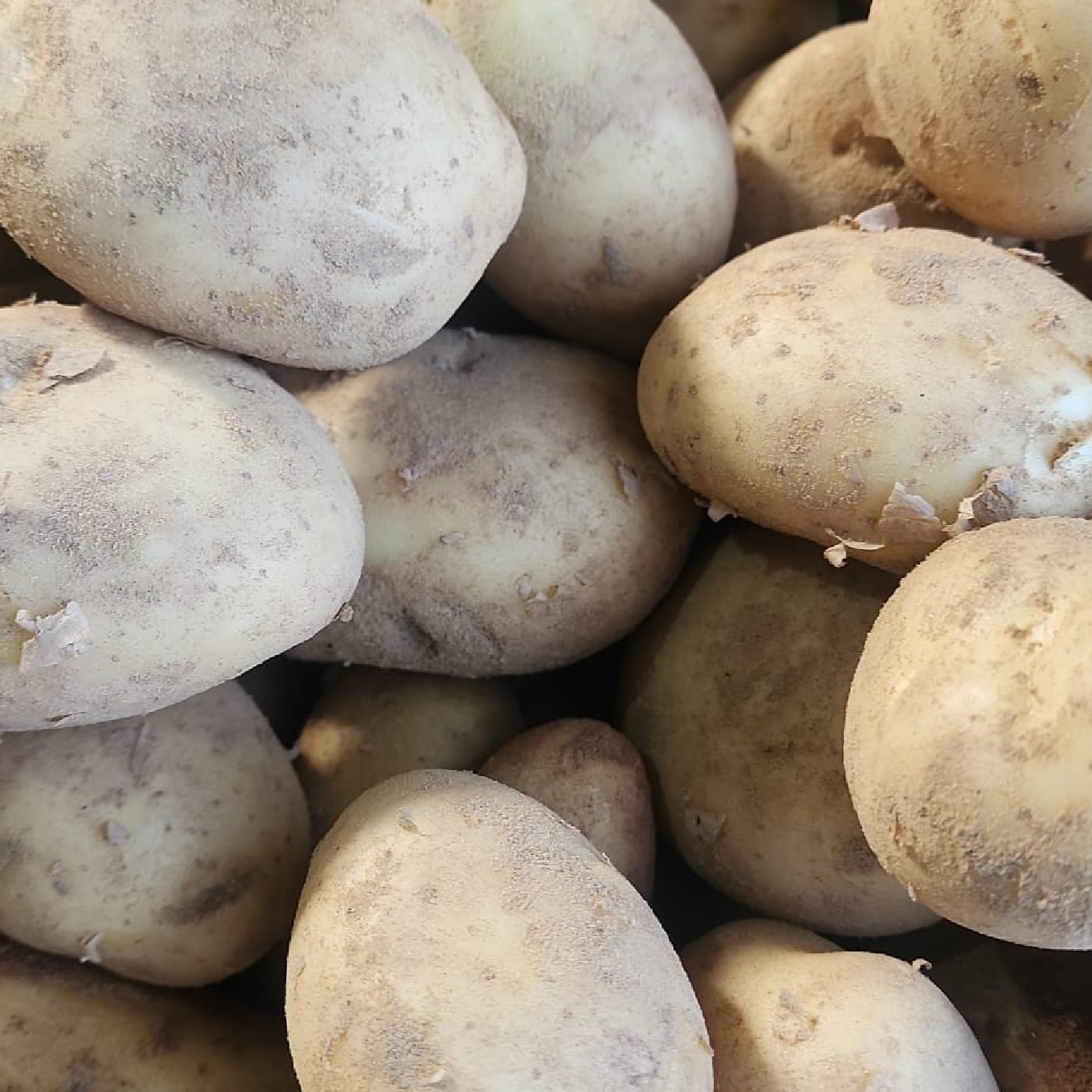 תפוח אדמה צהוב 