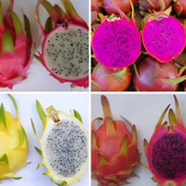 אחד או יותר מהזנים/צבעים בתמונה