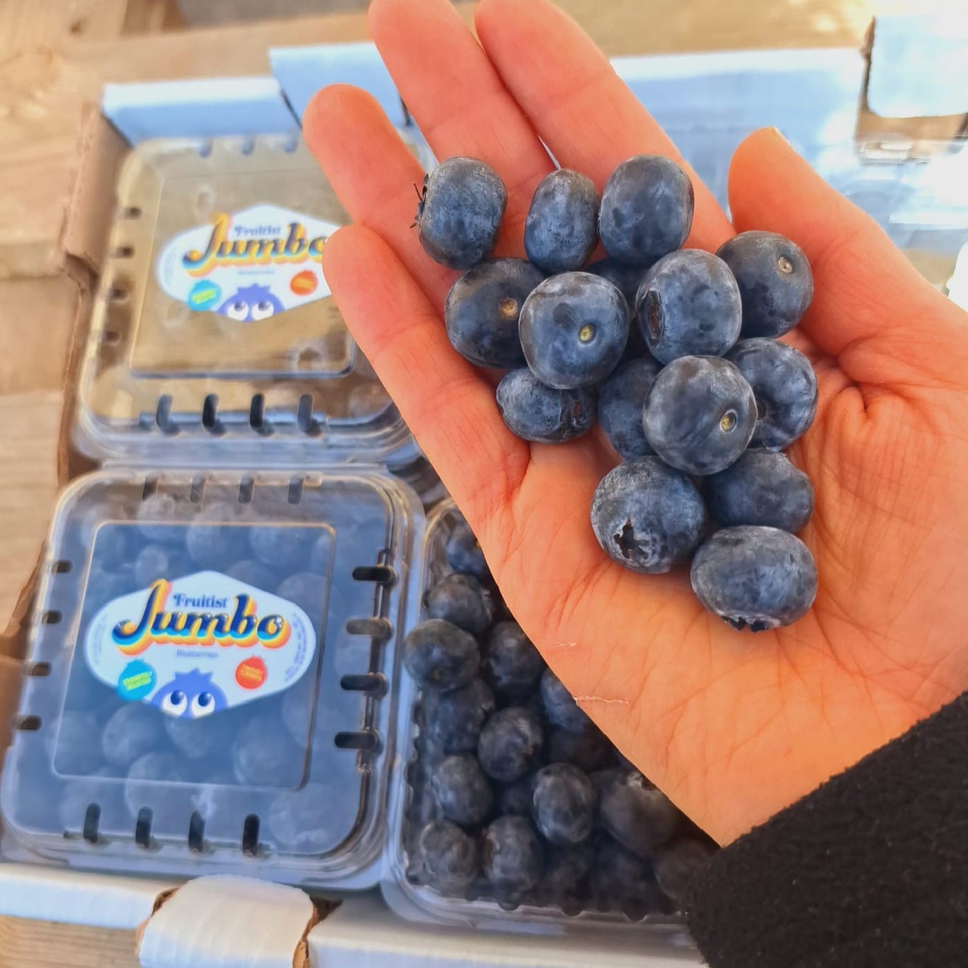 אוכמניות ג'מבו (פרי גדול)