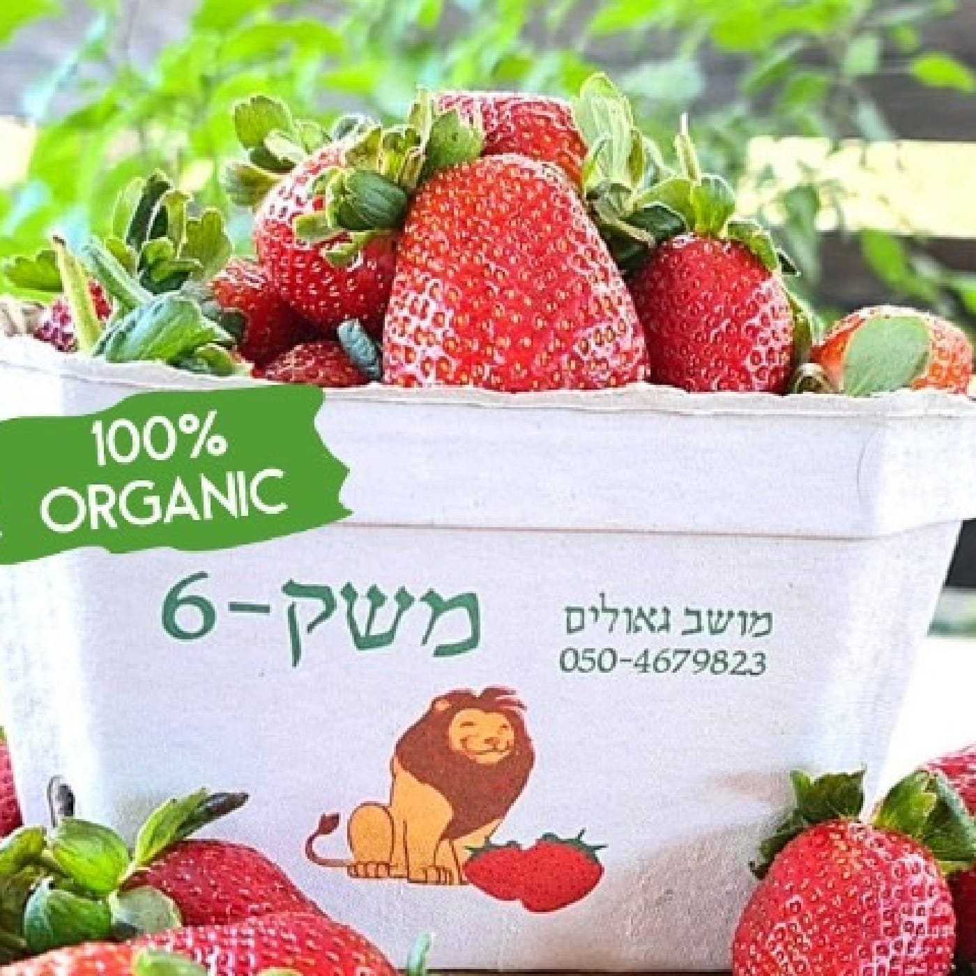 תות שדה אורגני מארז