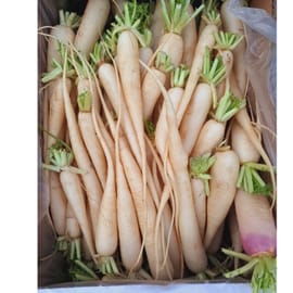 צנון יפני אורגני