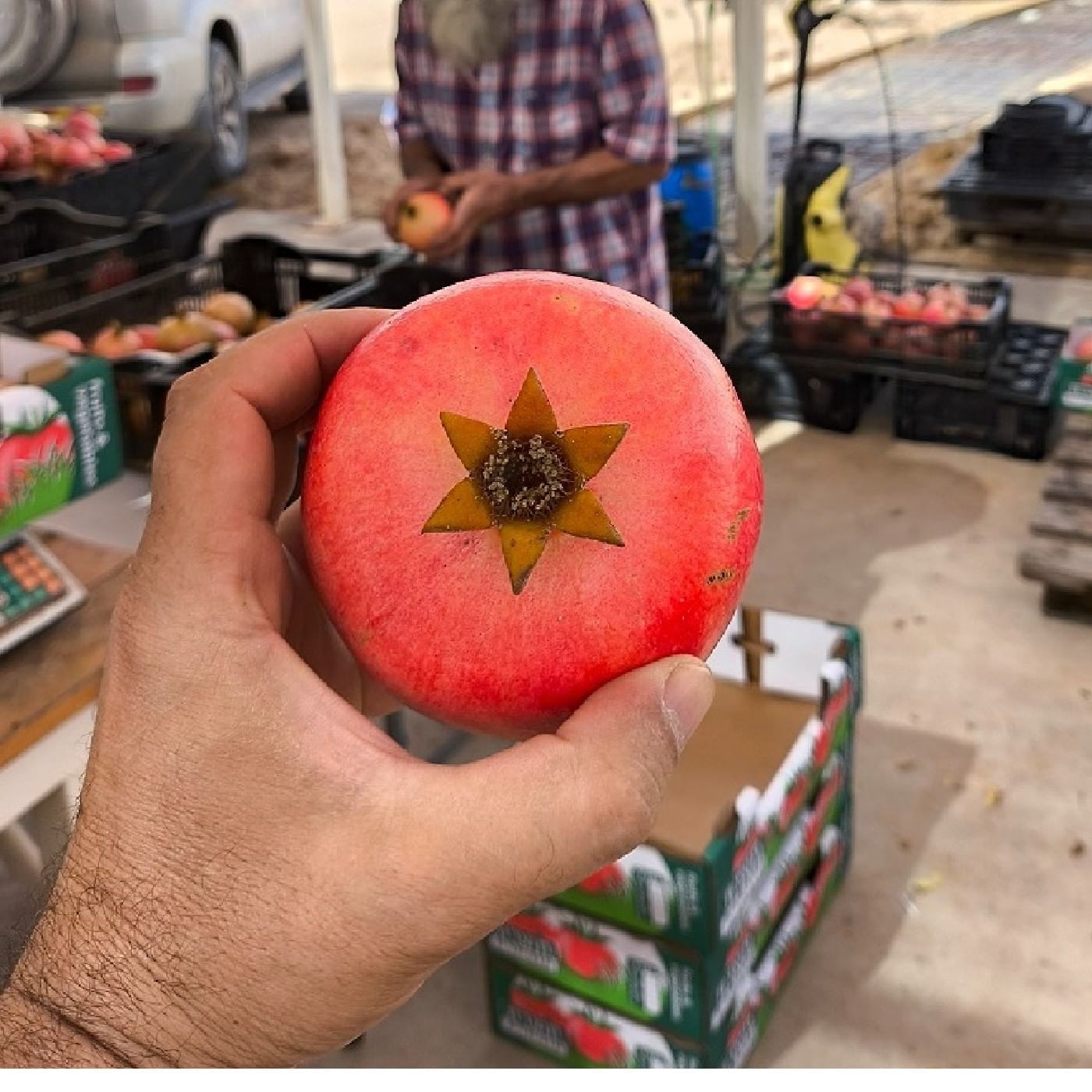 רימון וונדרפול אורגני