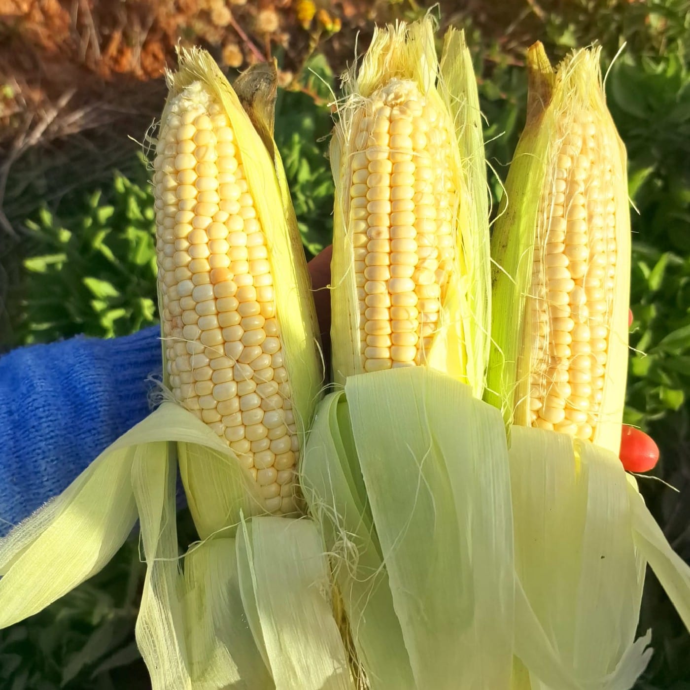 תירס לבן אורגני