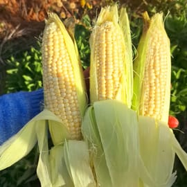 מתוקים! מתוקים!!!!