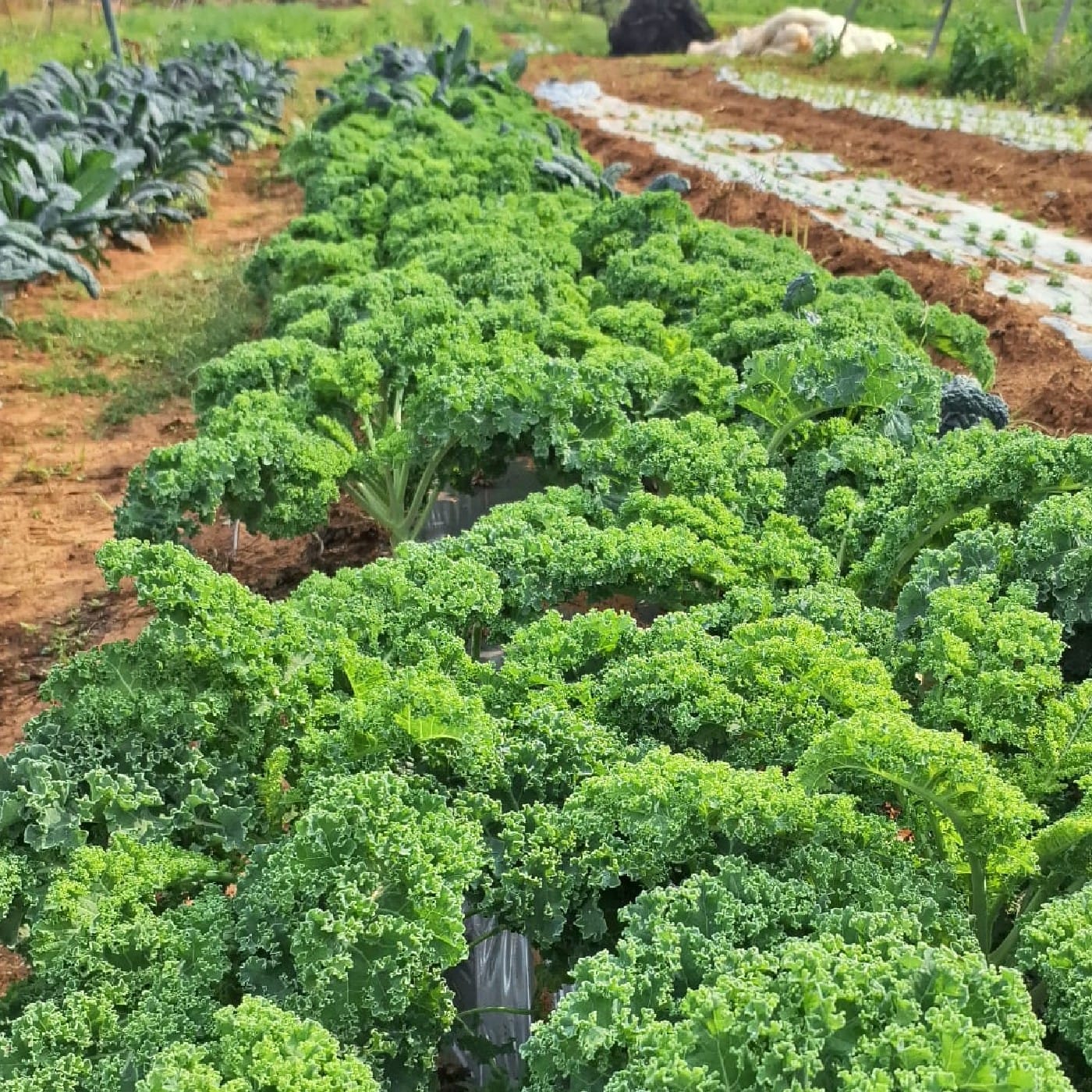 קייל מסולסל אורגני