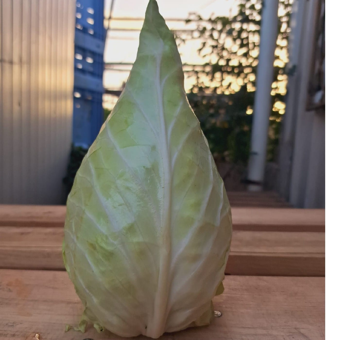 כרוב חרוט אורגני