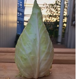 כרוב לבן מצויין למילוי! גדל בצורת חרוט