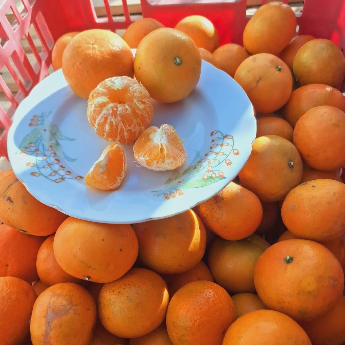 קלמנטינה סוזומה אורגנית