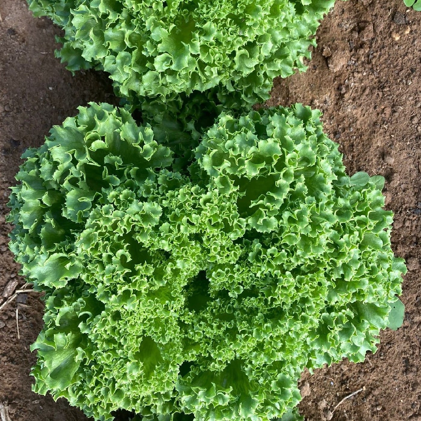 חסה לאליק אורגנית