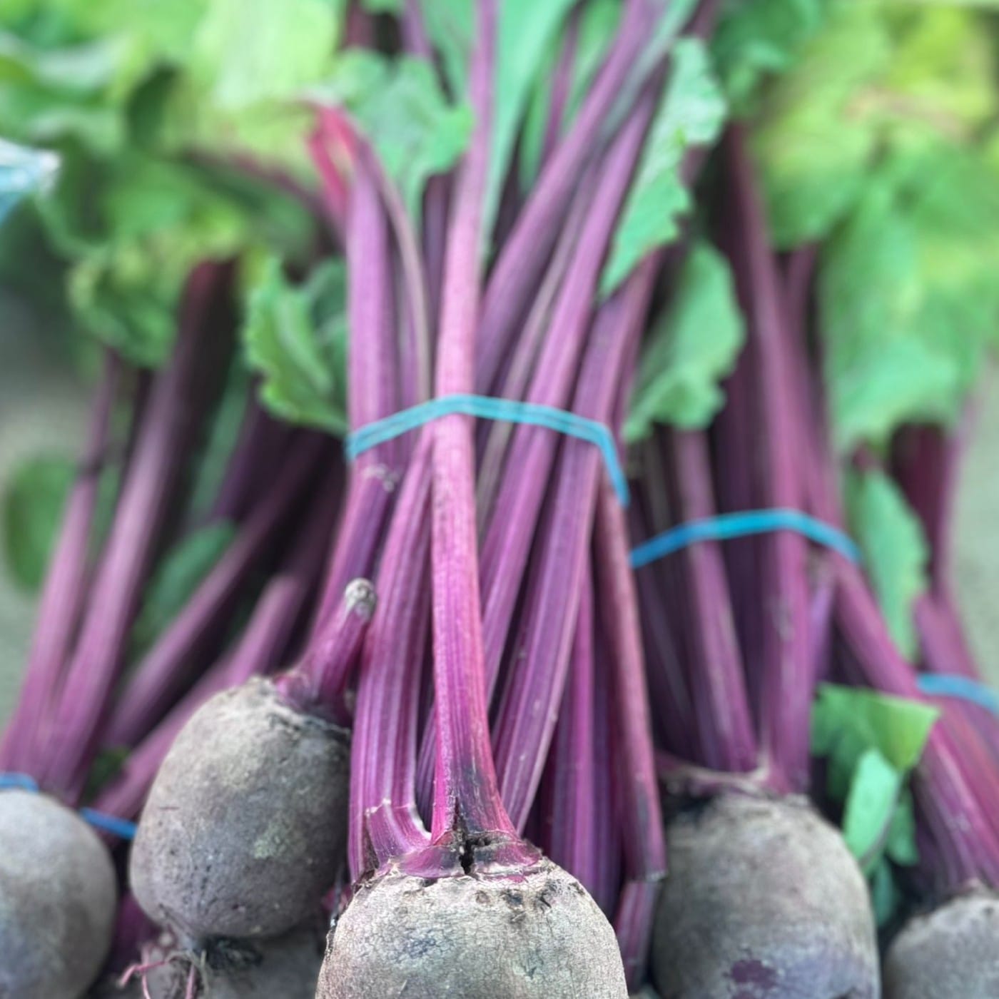 צרור סלק סגול עם עלים אורגני