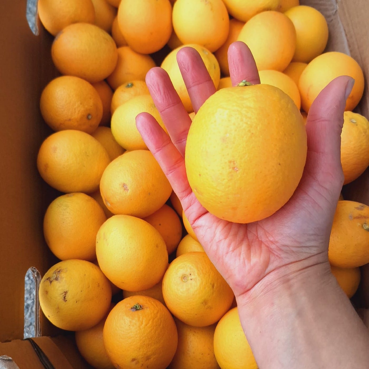 תפוז טבורי מזן 