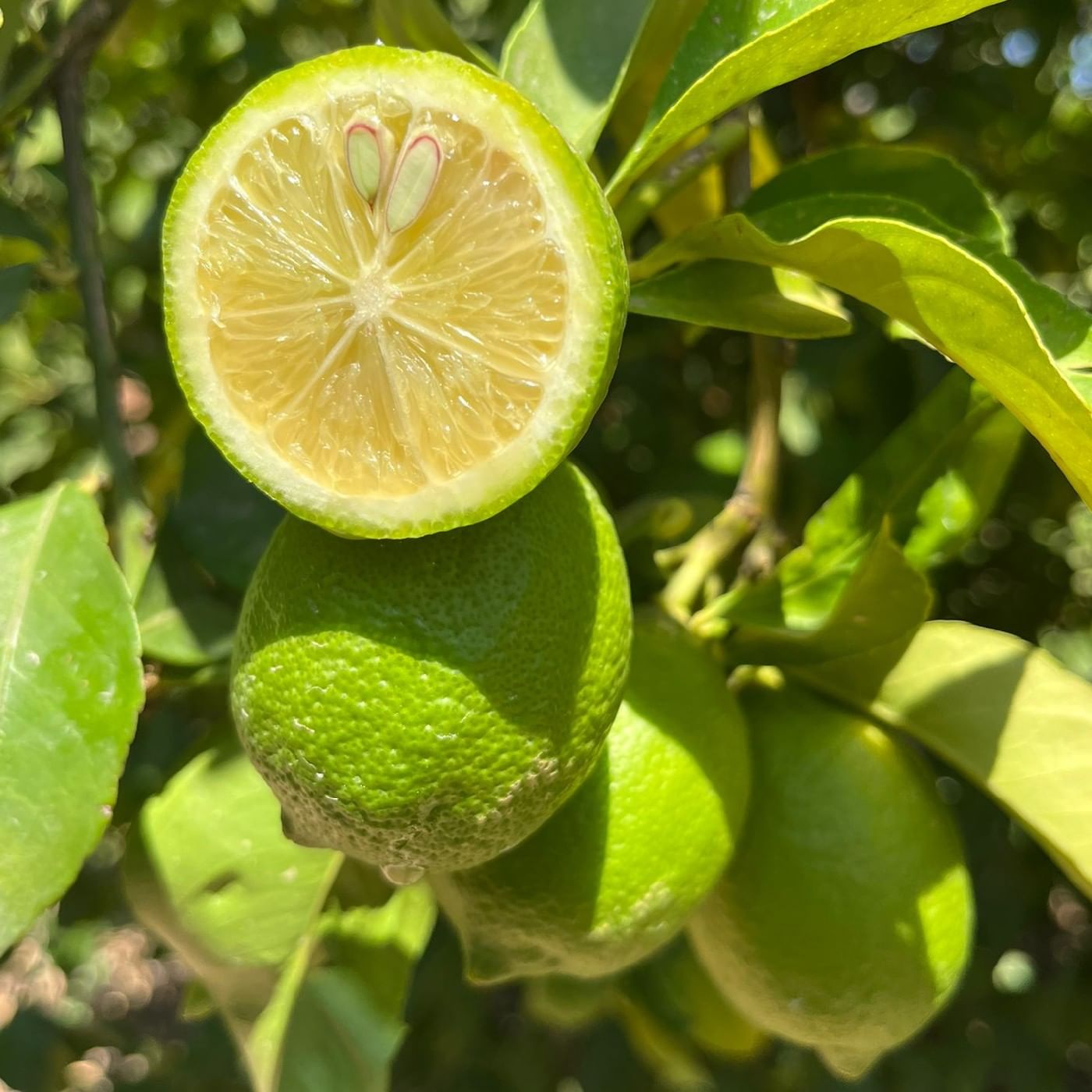 לימון וילה פרנקה