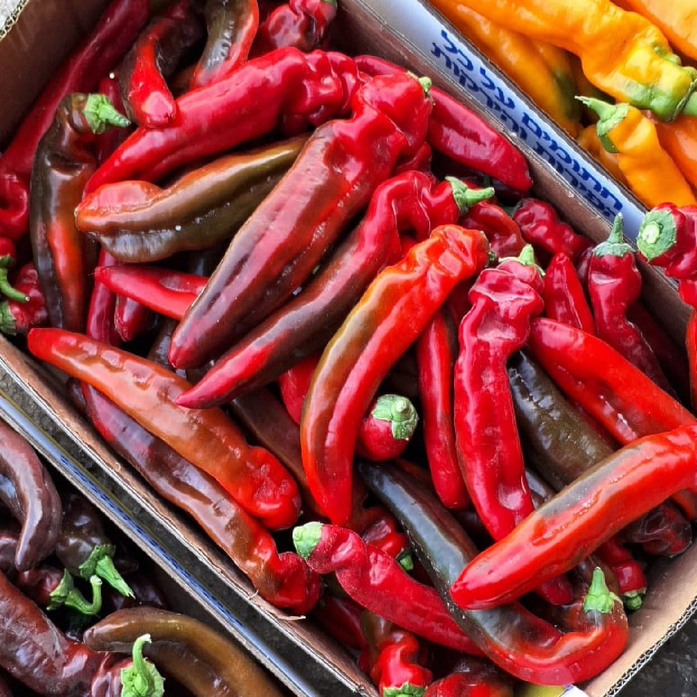 פלפל פלרמו אדום אורגני