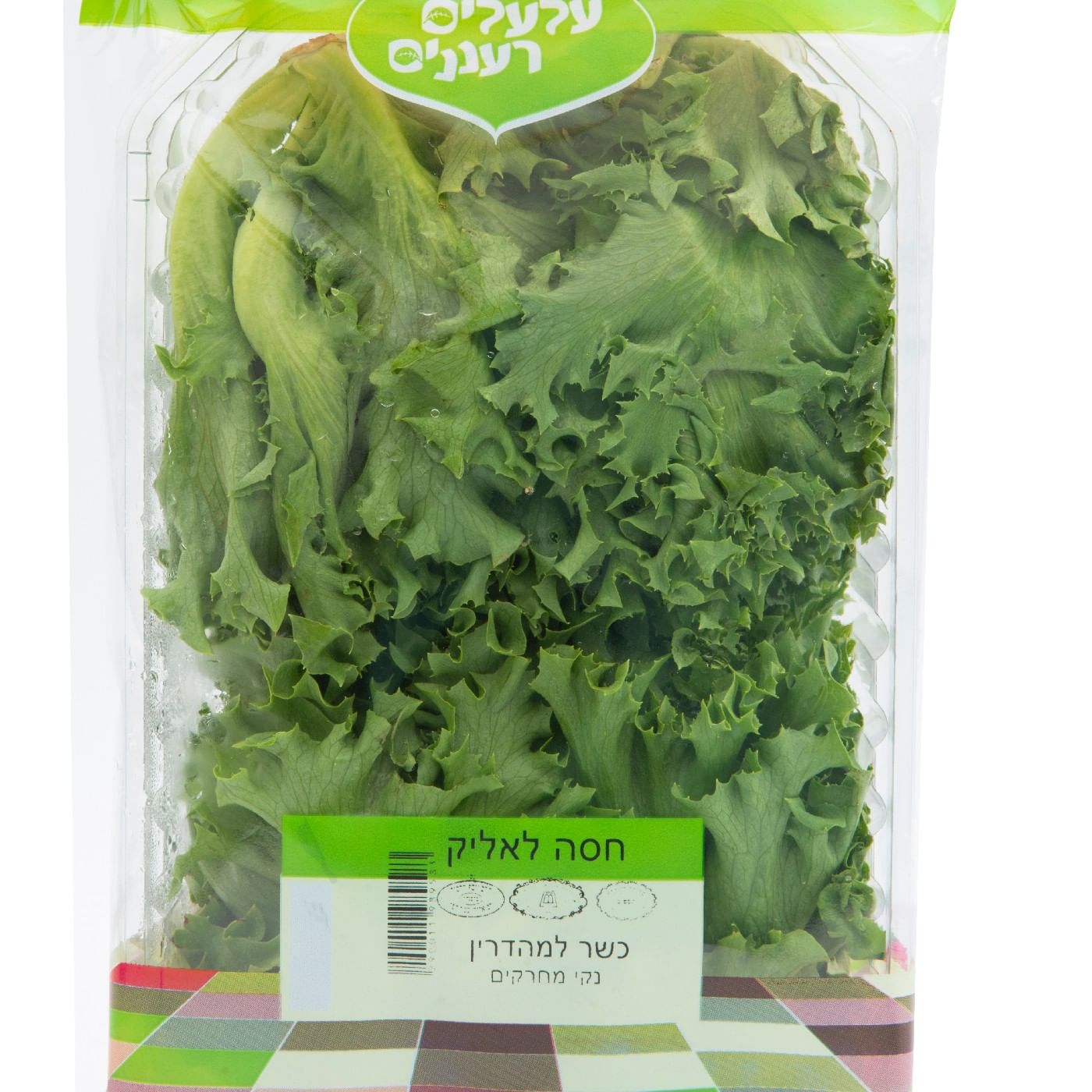 חסה לאליק ירוקה הידרופונית