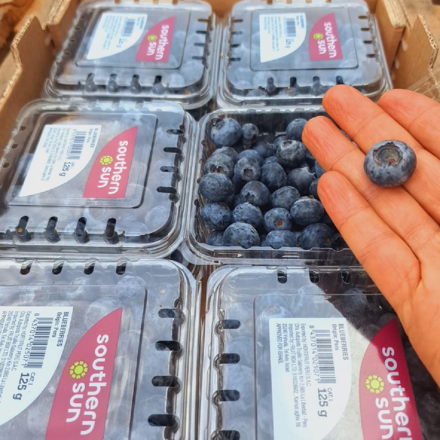 מארז אוכמניות טריות - 125 ג'