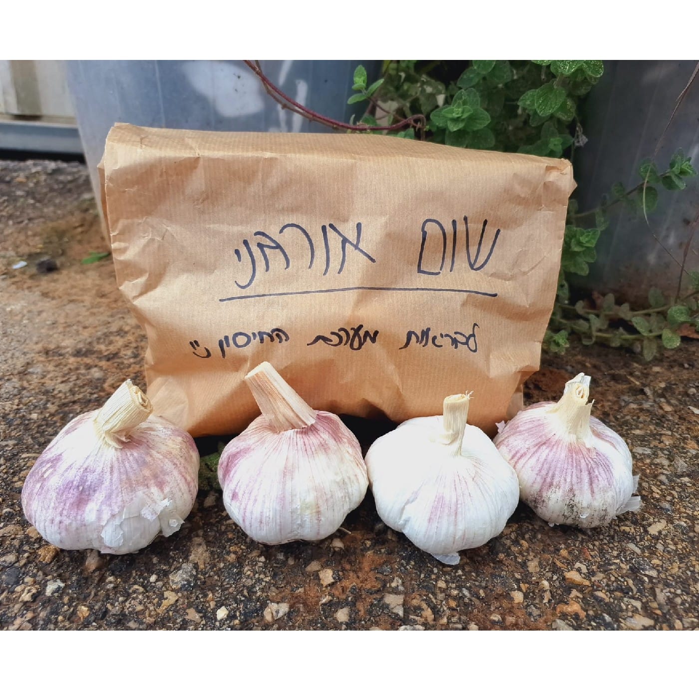 שום יבש אורגני יבוא מארז