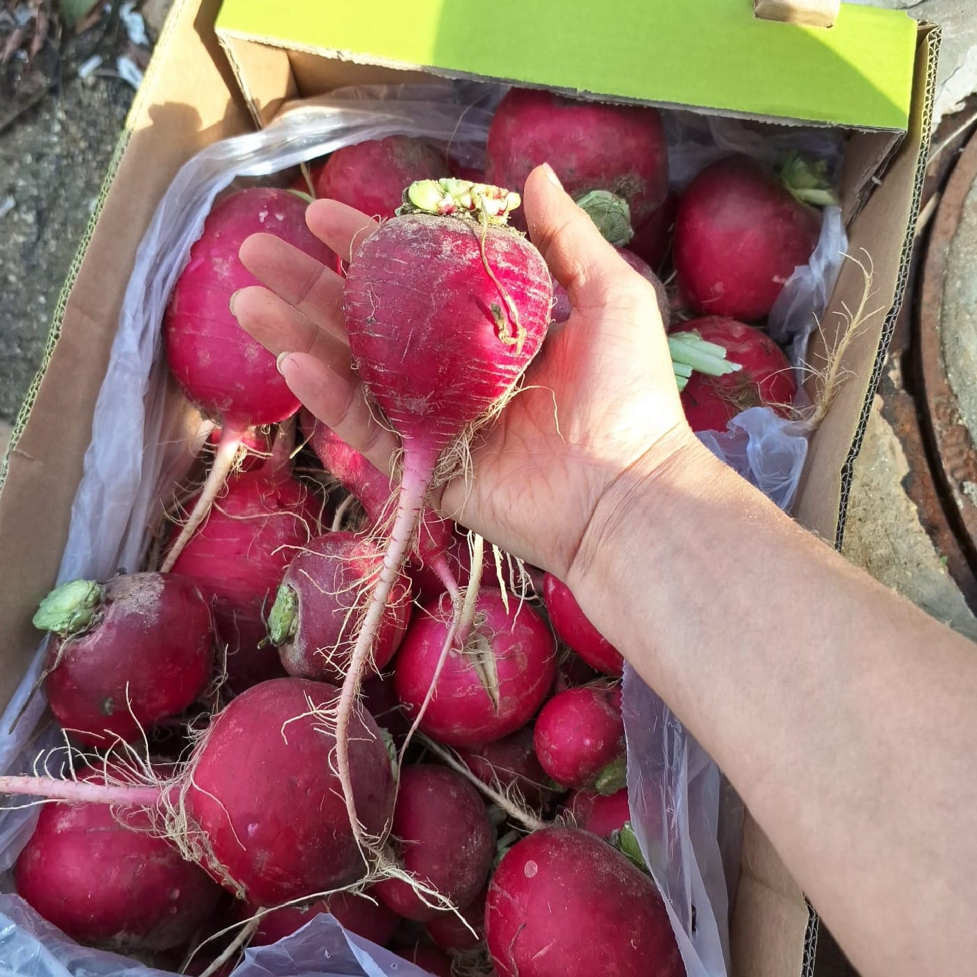 צנון אדום אורגני