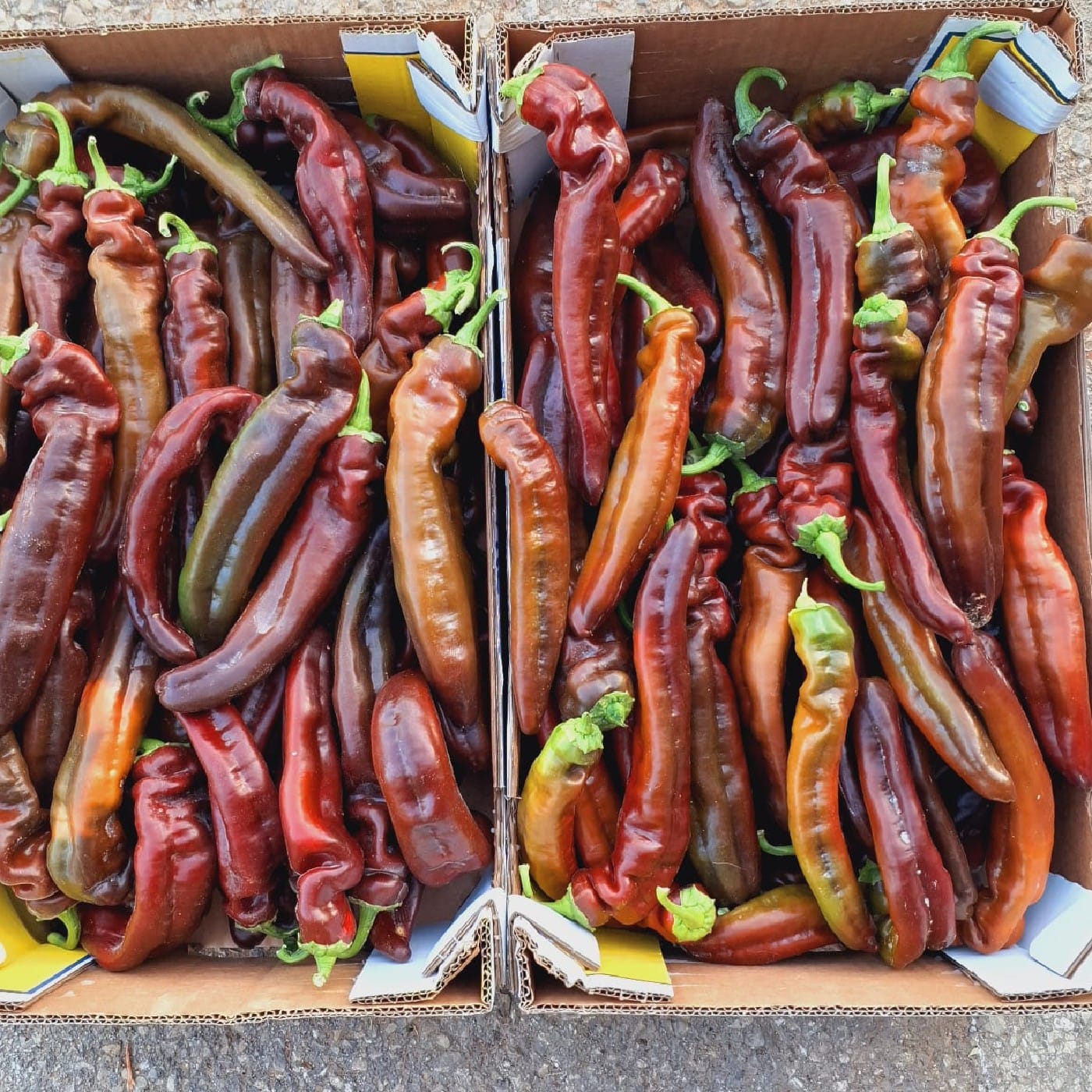 פלפל פלרמו שוקולד אורגני