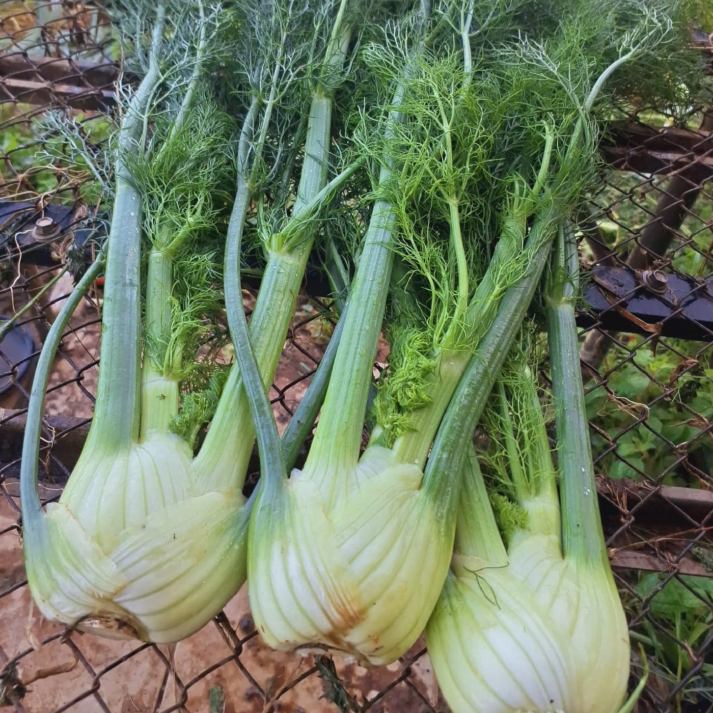 צרור בייבי שומר אורגני