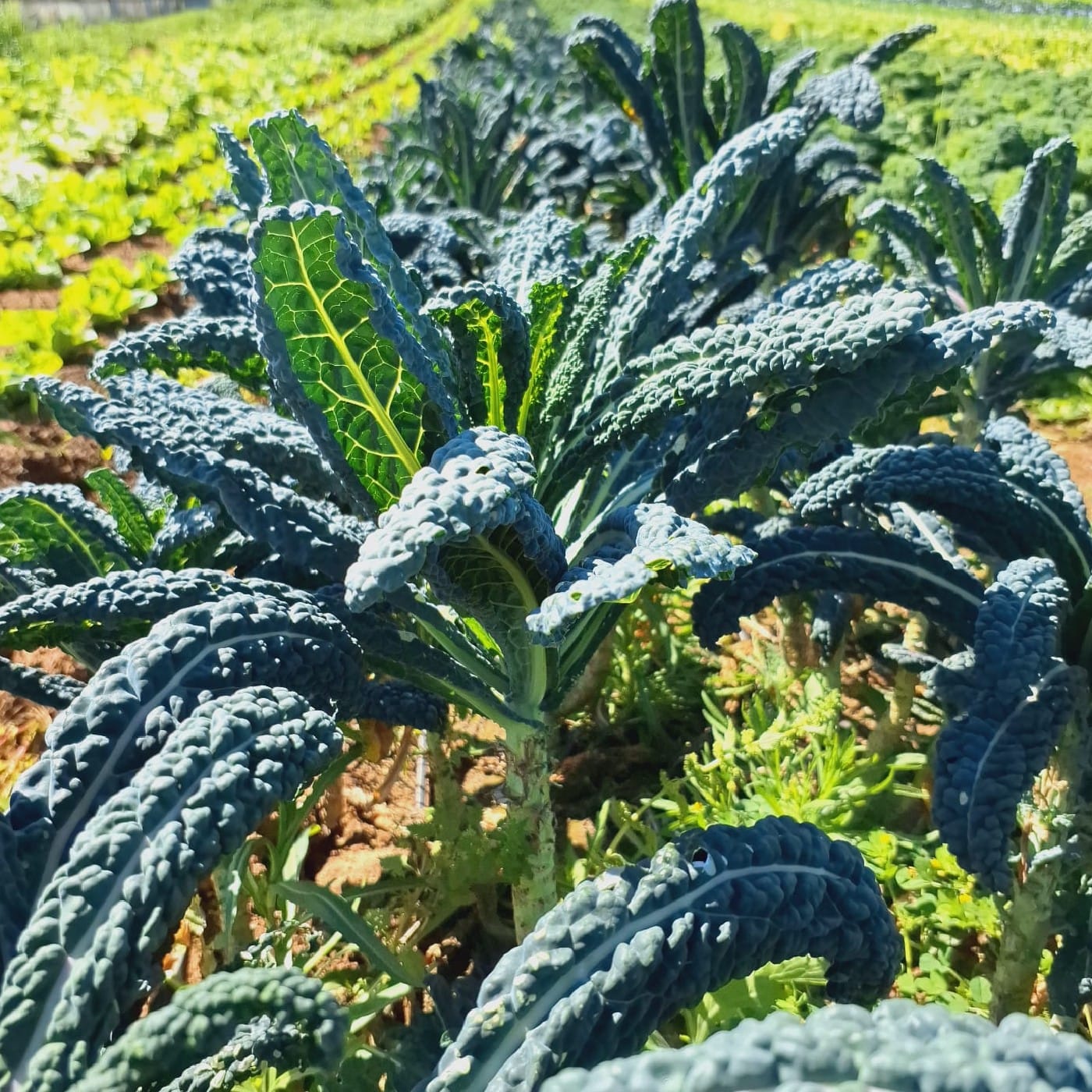 קייל דינוזאור אורגני