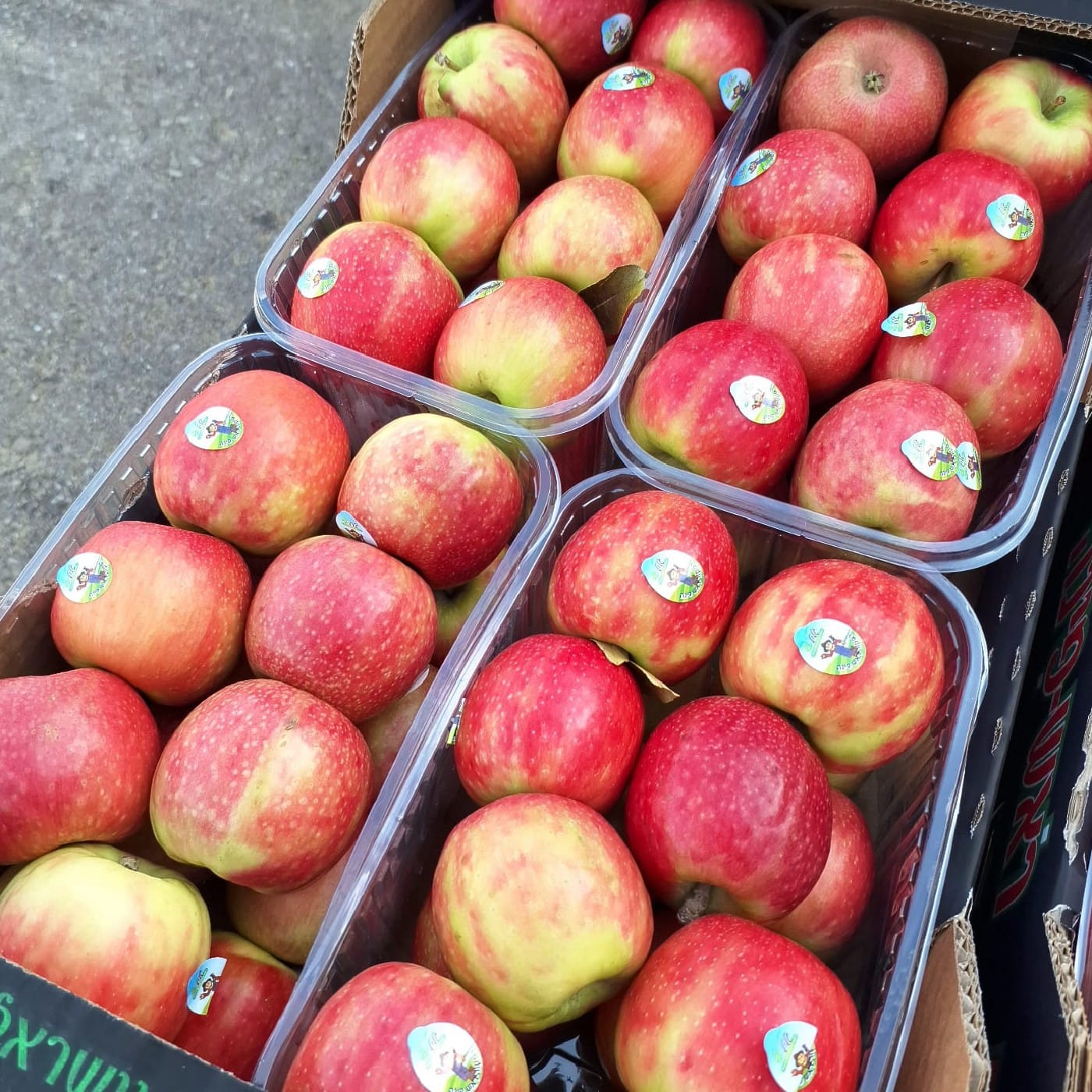 תפוח עץ פינק ליידי