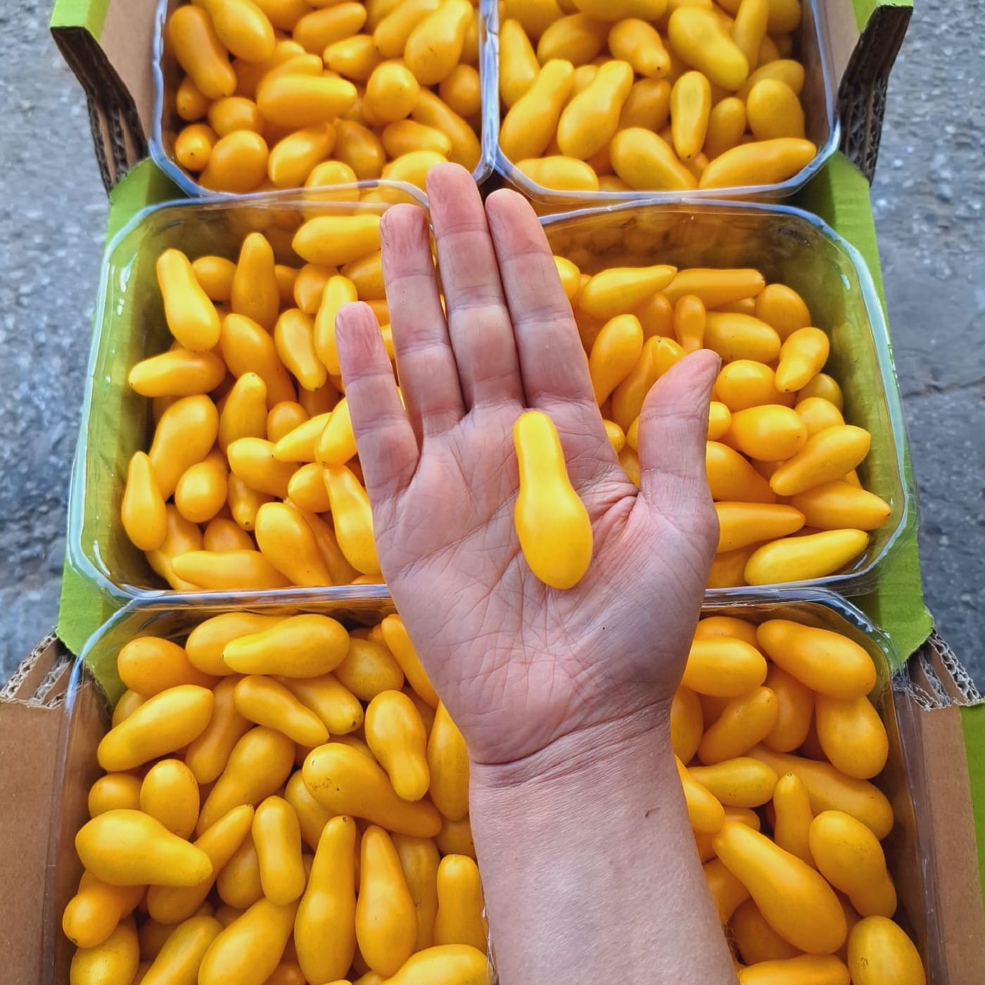 עגבניות שרי צהוב אגס אוגני