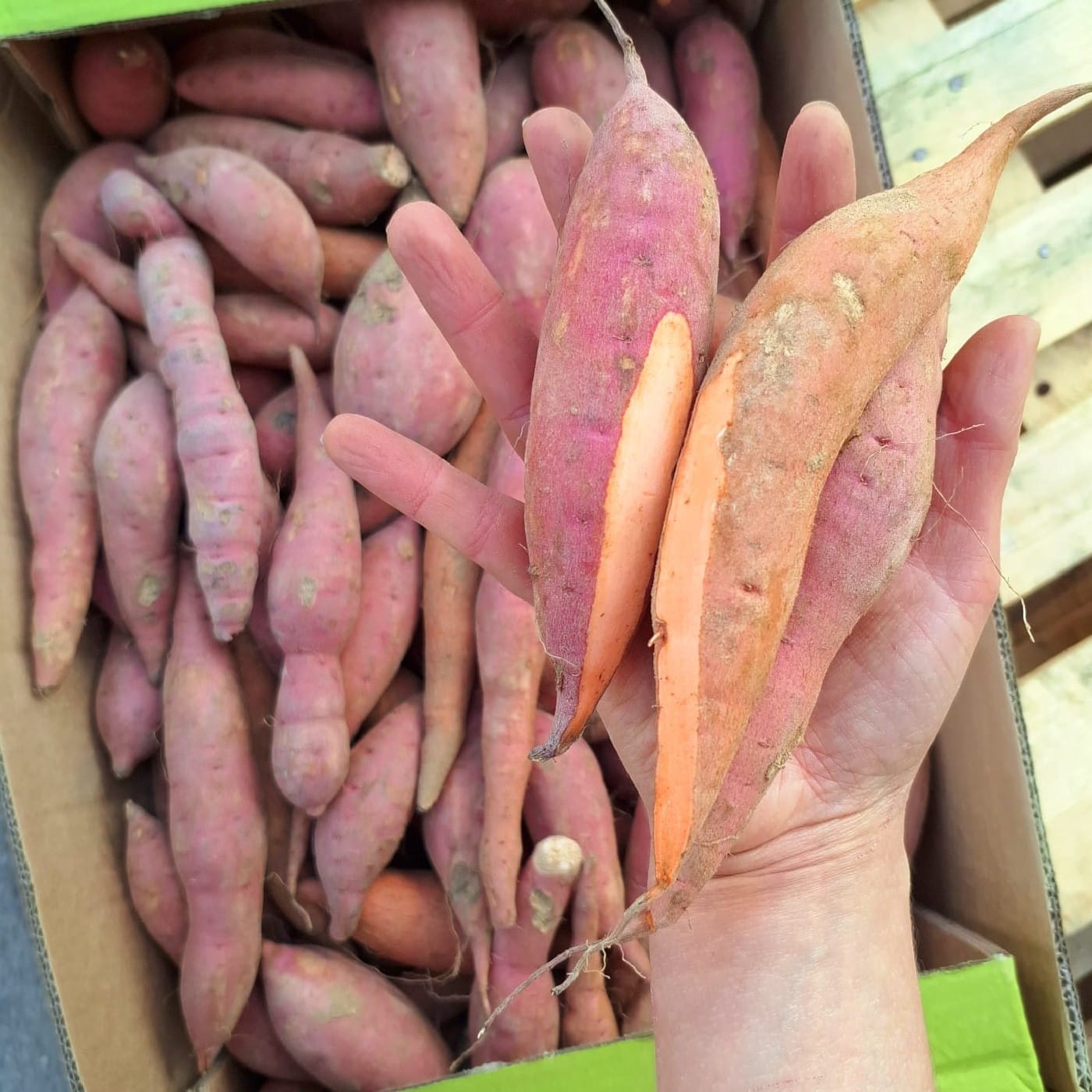 בייבי בטטה כתומה אורגנית