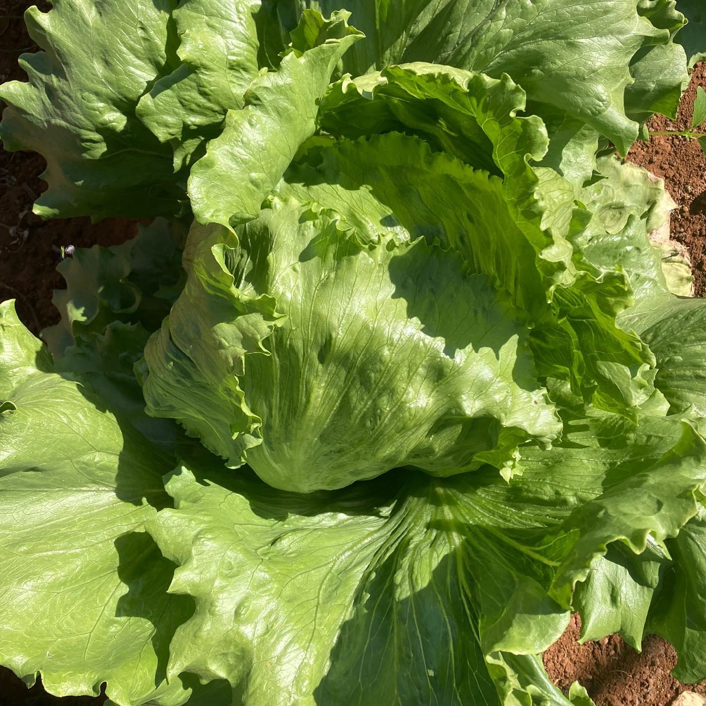 חסה אייסברג (אמריקאית) אורגנית