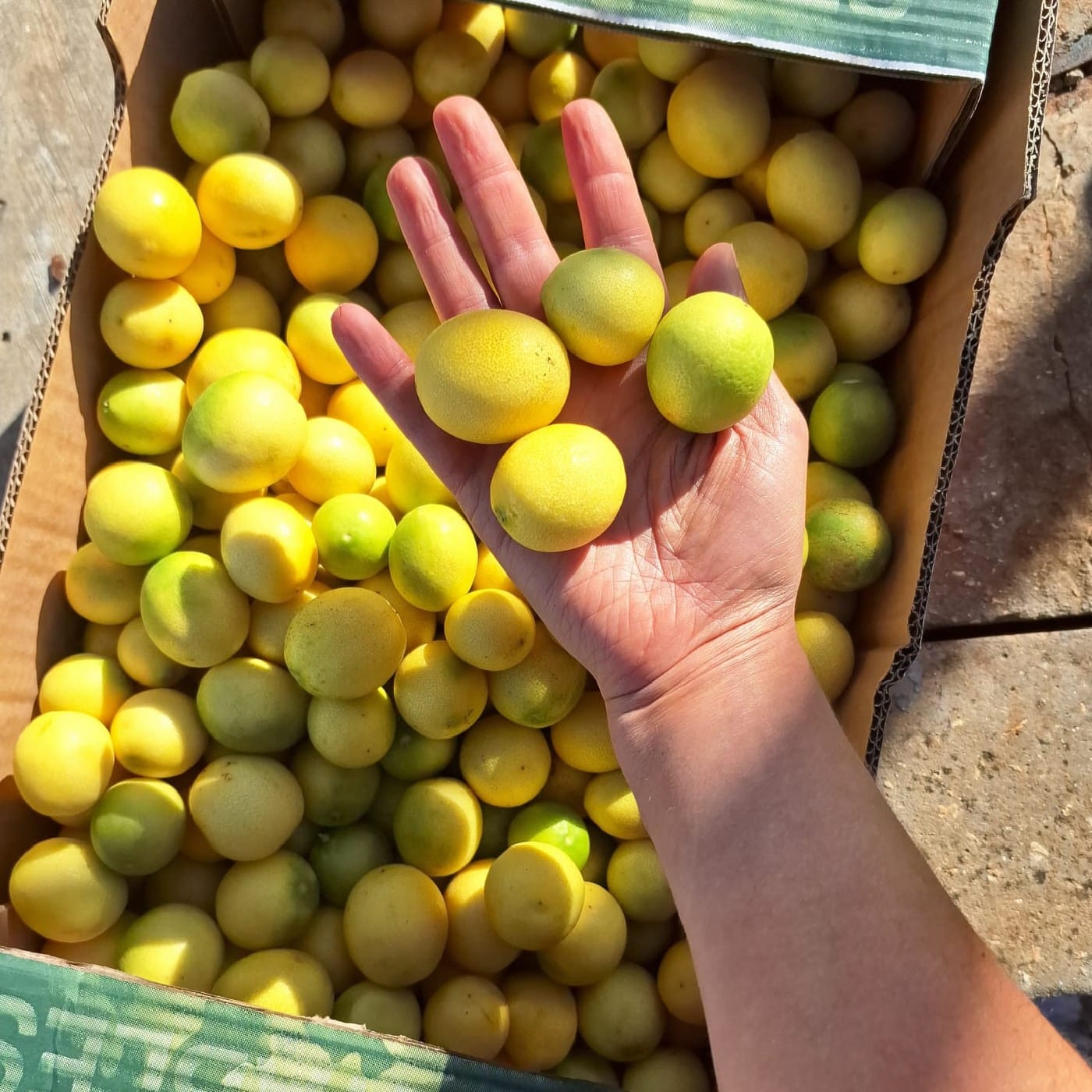 ליימקוואט אורגני