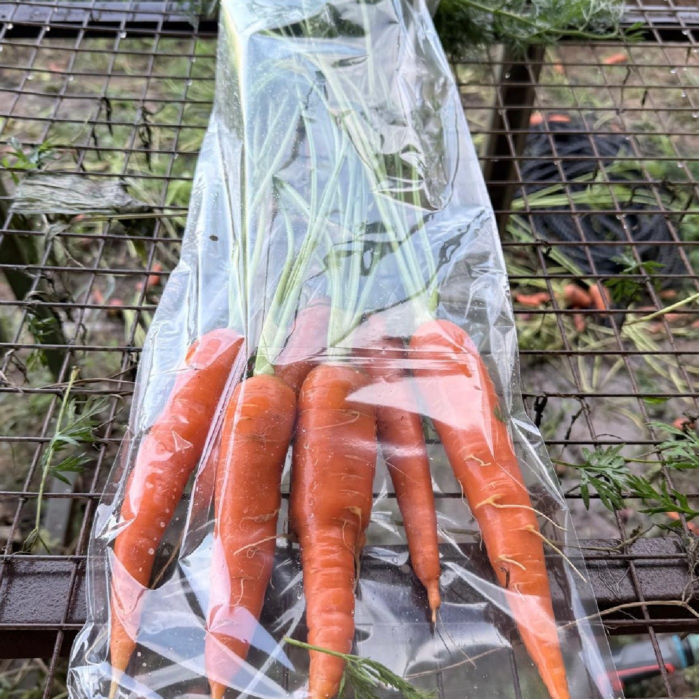 גזר אורגני צרור