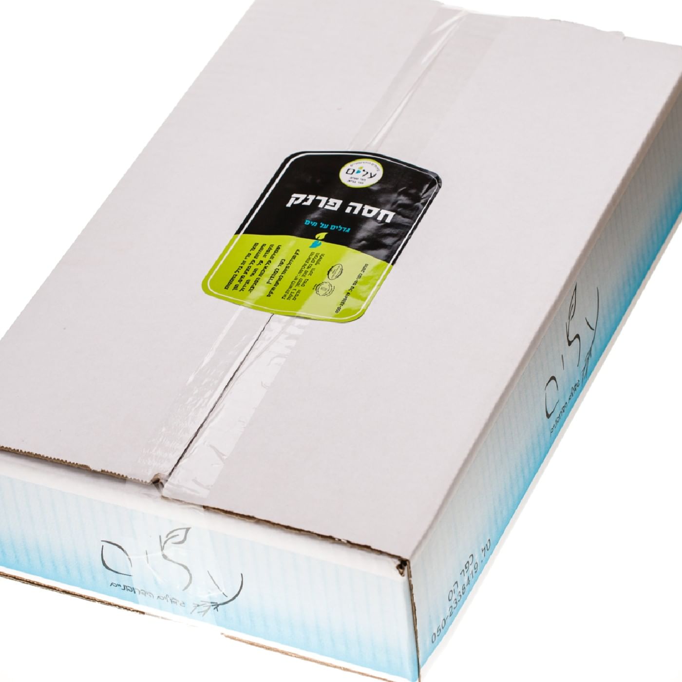 חסה פרנק הידרופונית - שישייה