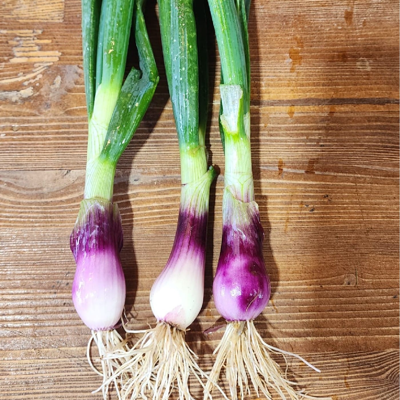 בצל אדום לח אורגני צרור