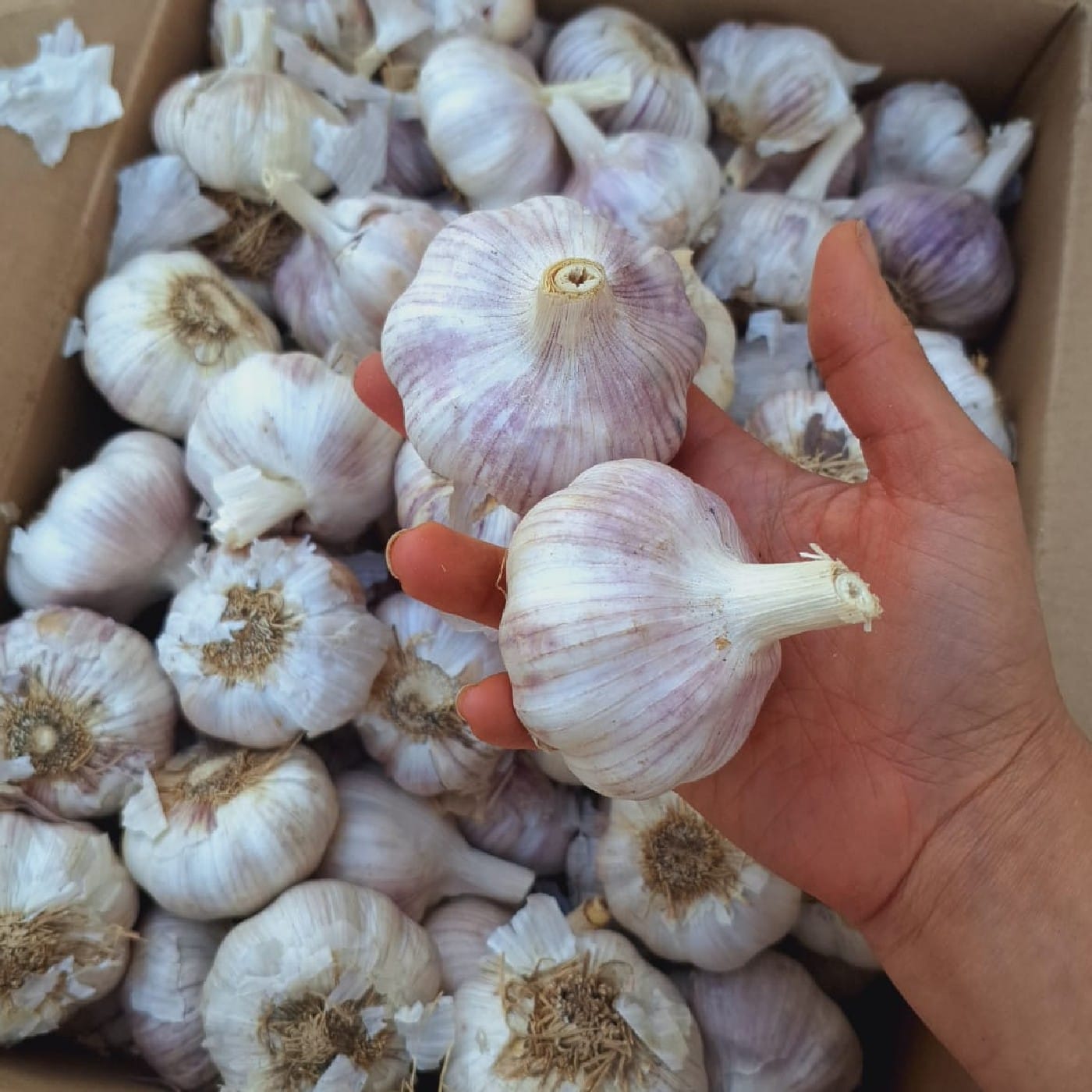 שום יבש אורגני יבוא 1 ק