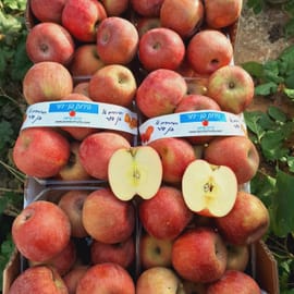 אדום גדול עם שקע בקודקוד. טעים בטירוף. קשה, הרבה מיץ - לטענת בן דור זו חוויה גסטרונומית