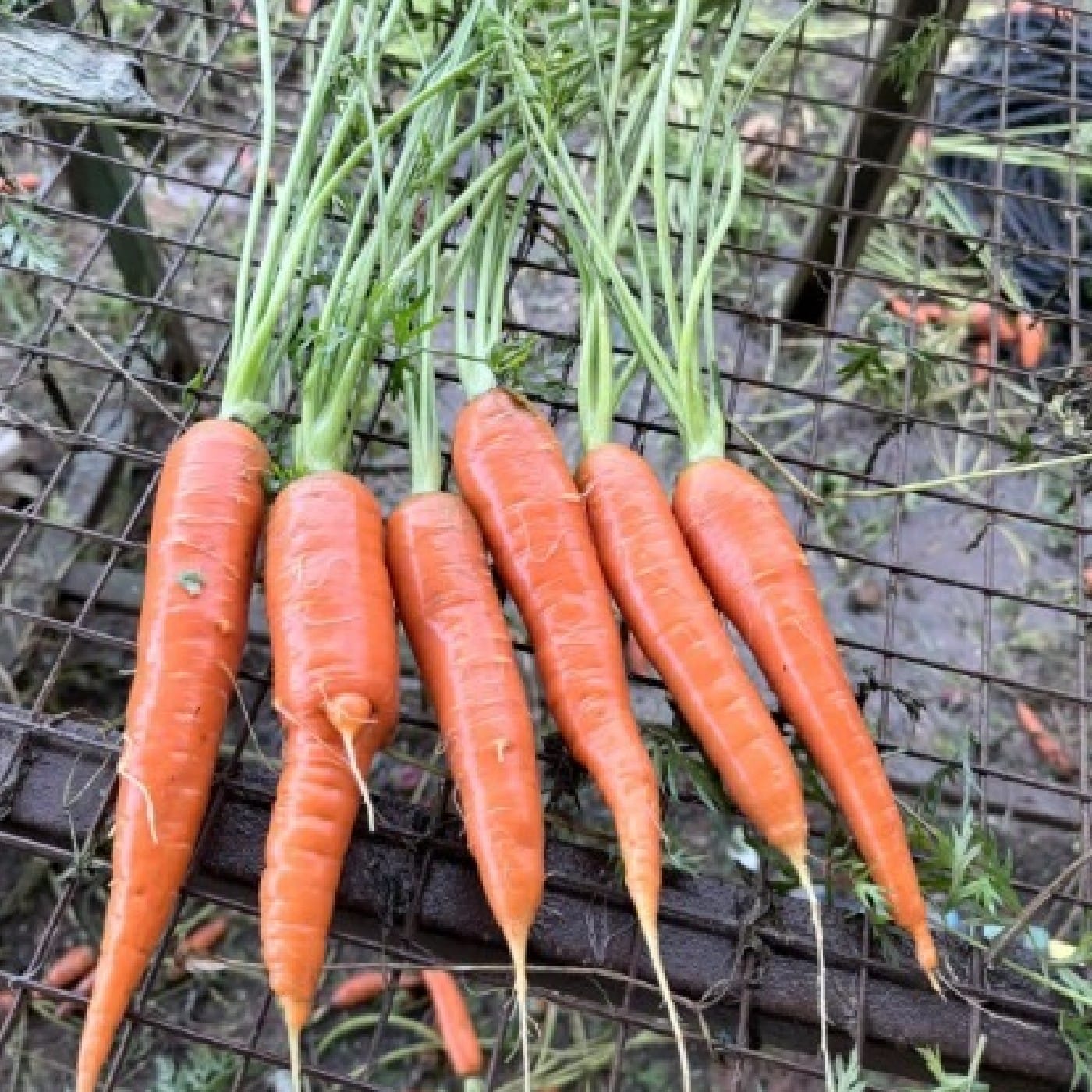 גזר אורגני צרור