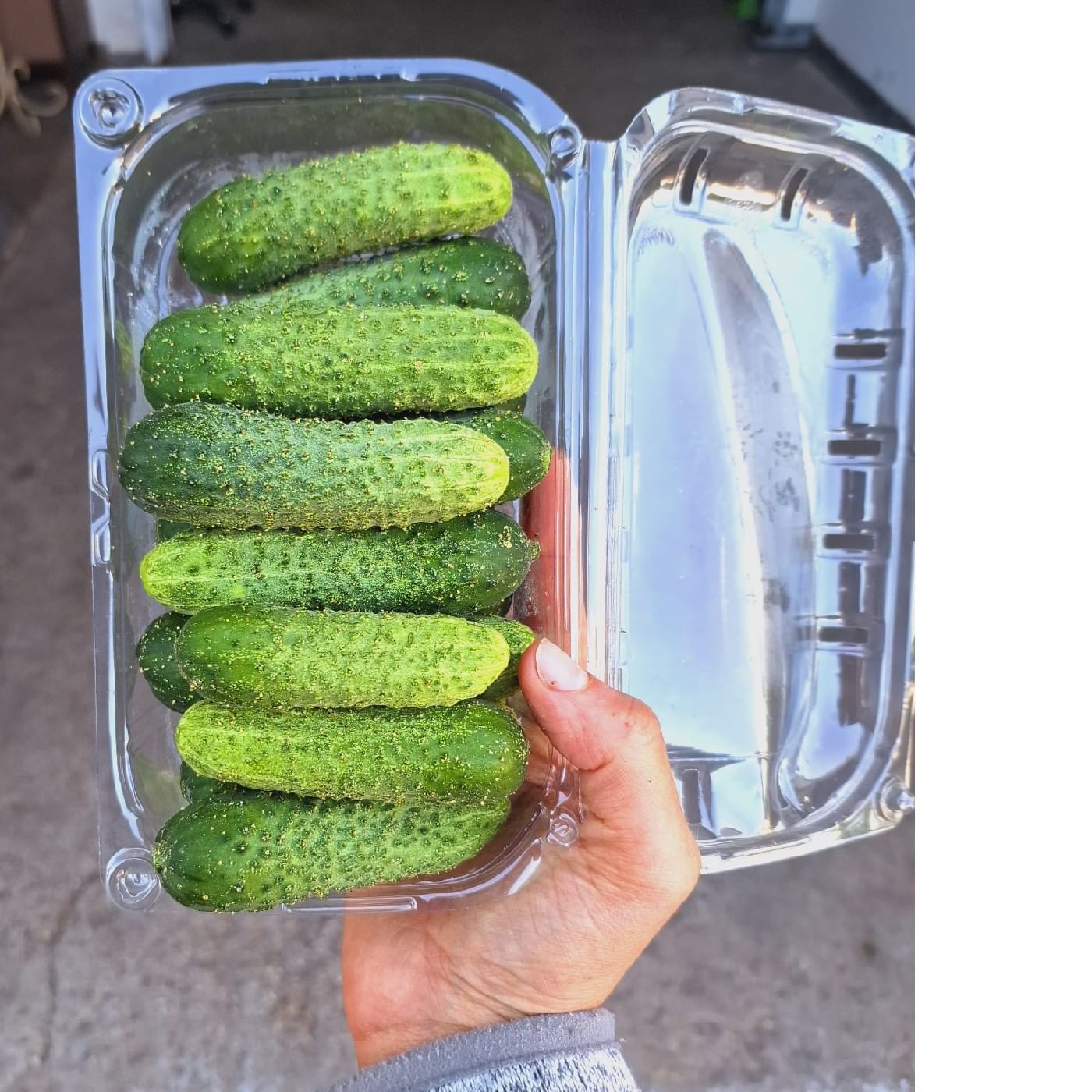 מלפפון קורנישון אורגני