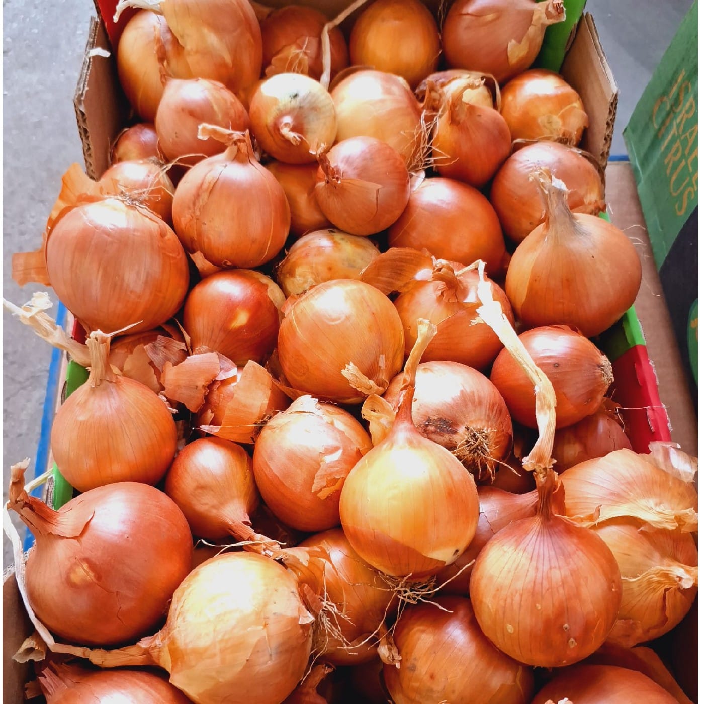 בצל לבן יבש אורגני ישראלי