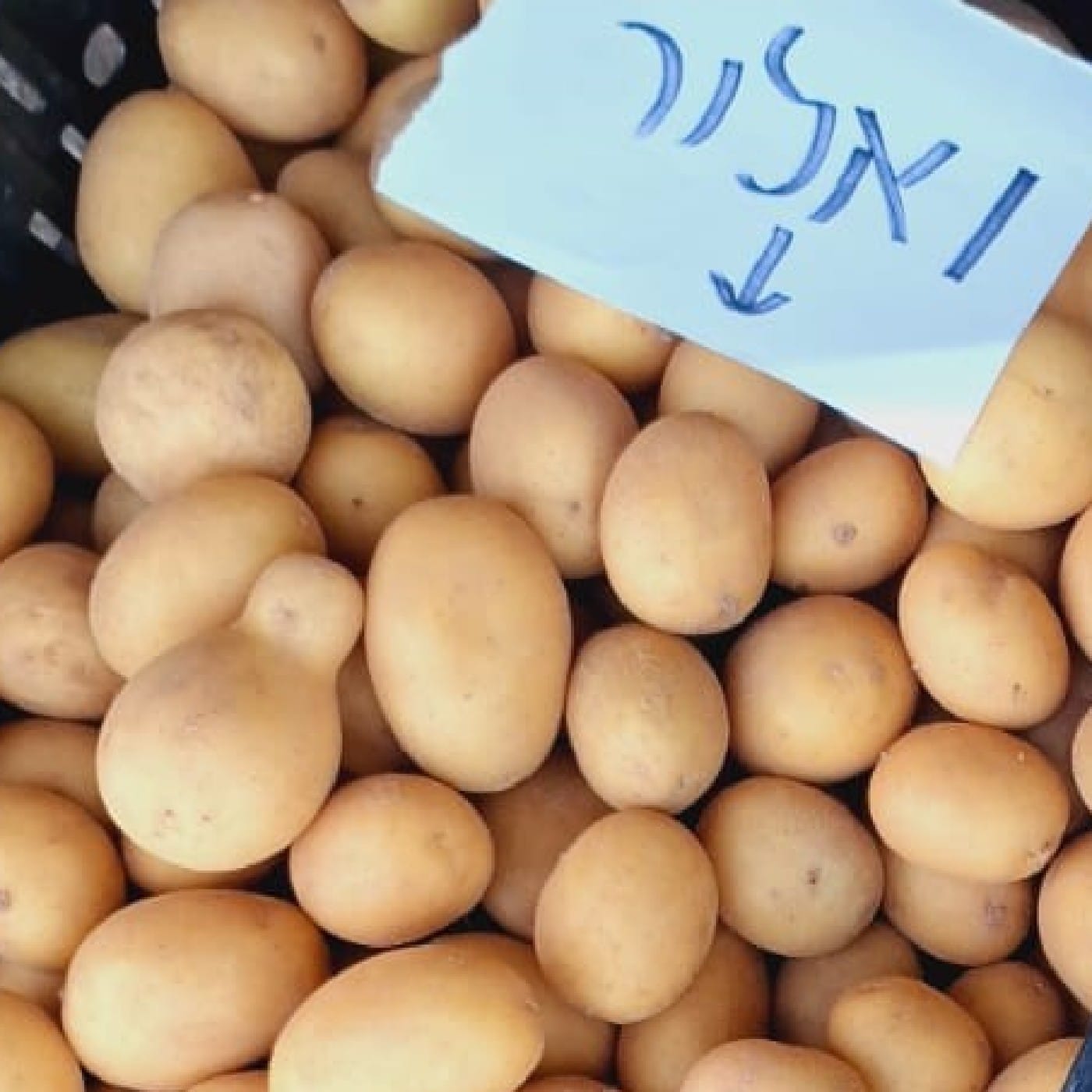 תפוח אדמה לבן ואלור אורגני