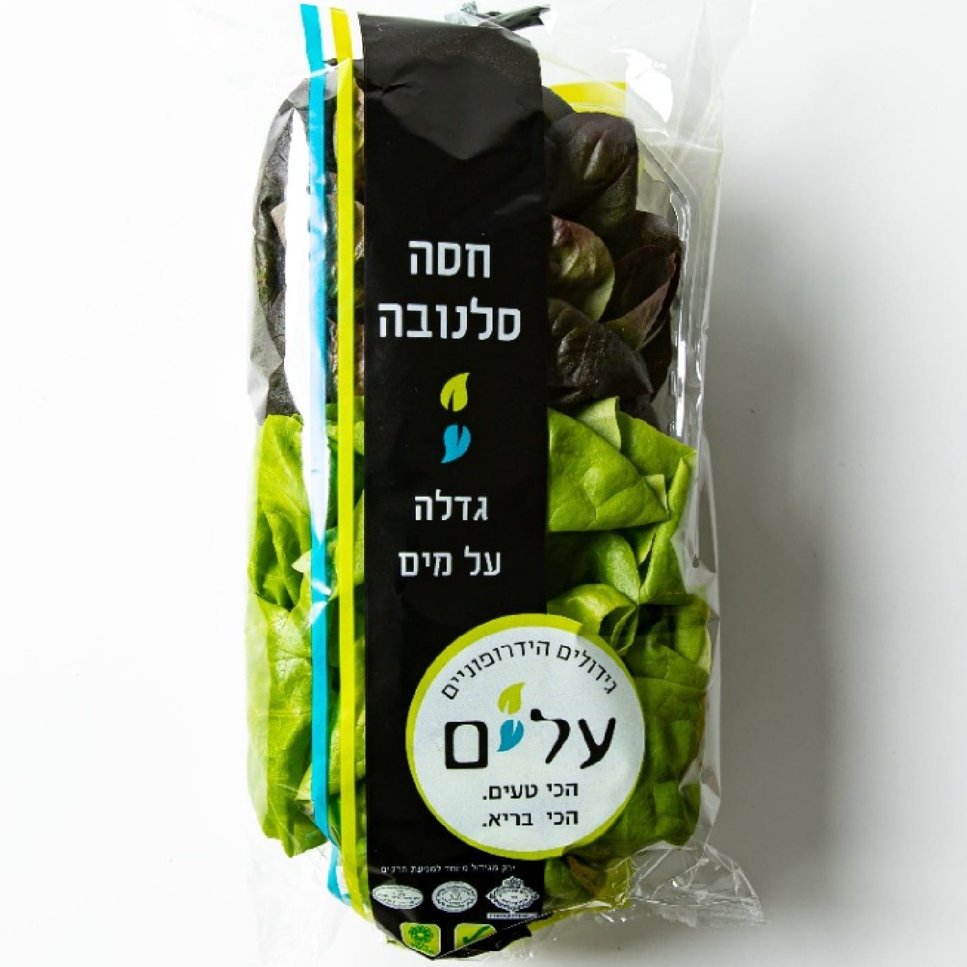 חסה סלנובה הידרופונית