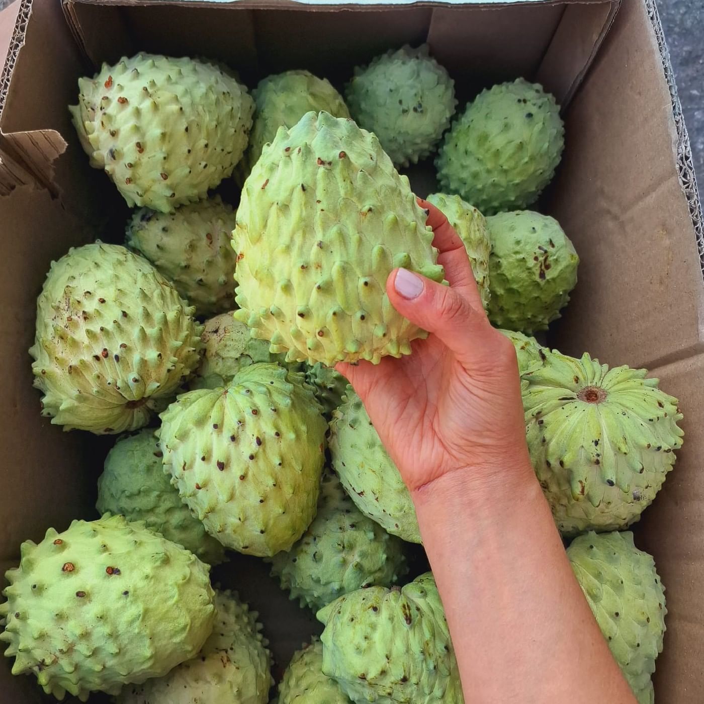 אנונה ירוקה