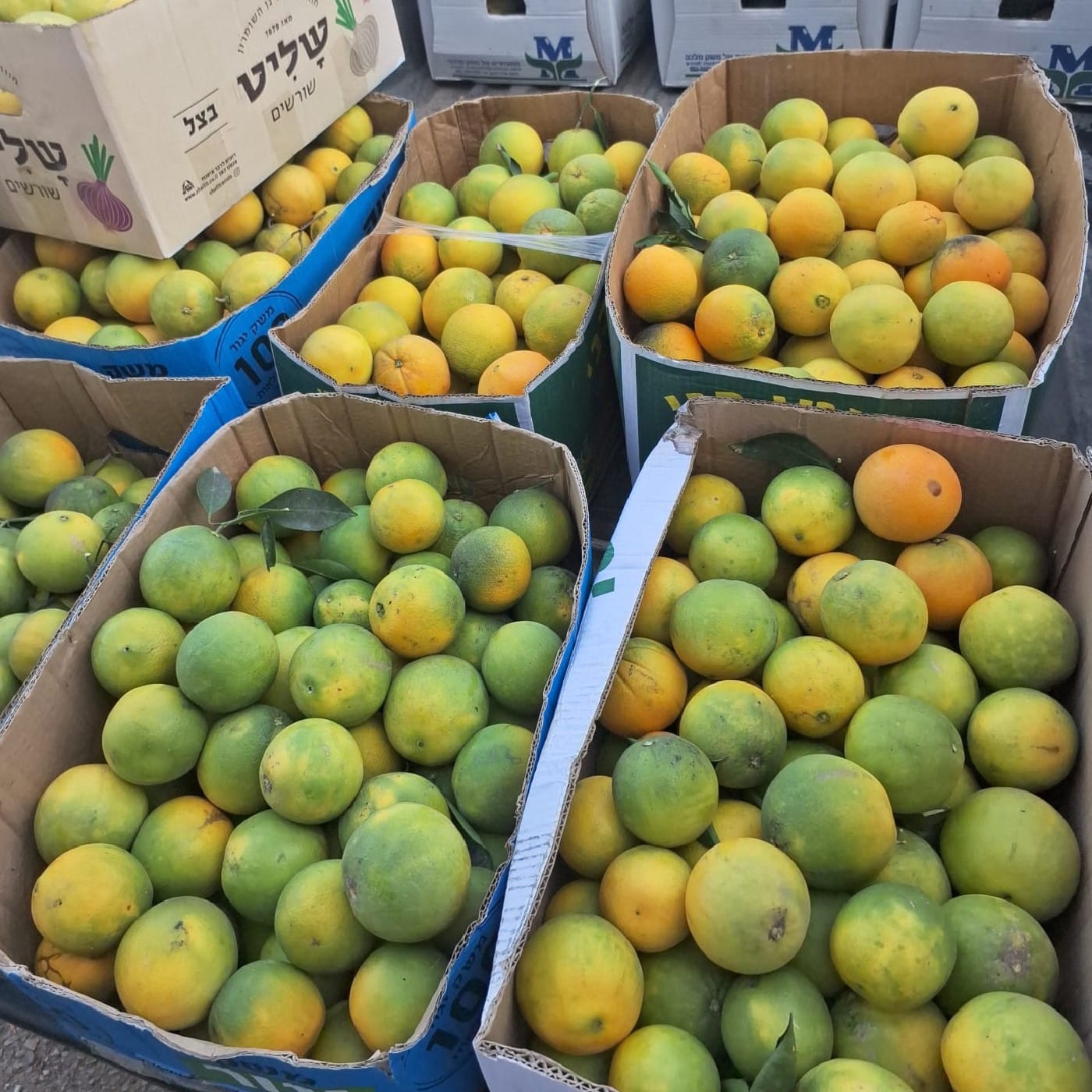 תפוז טבורי למיץ