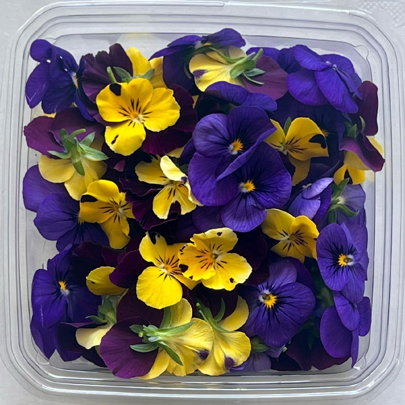 פרחי אמנון ותמר קטן