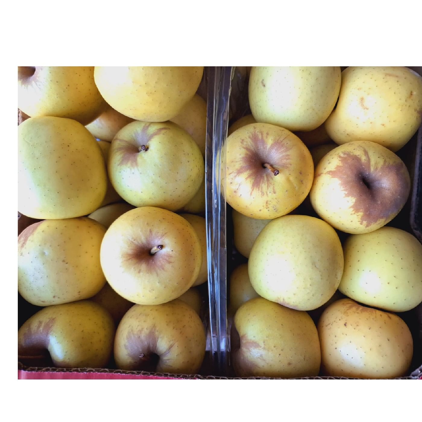 תפוח עץ זהוב גולדן דלישס