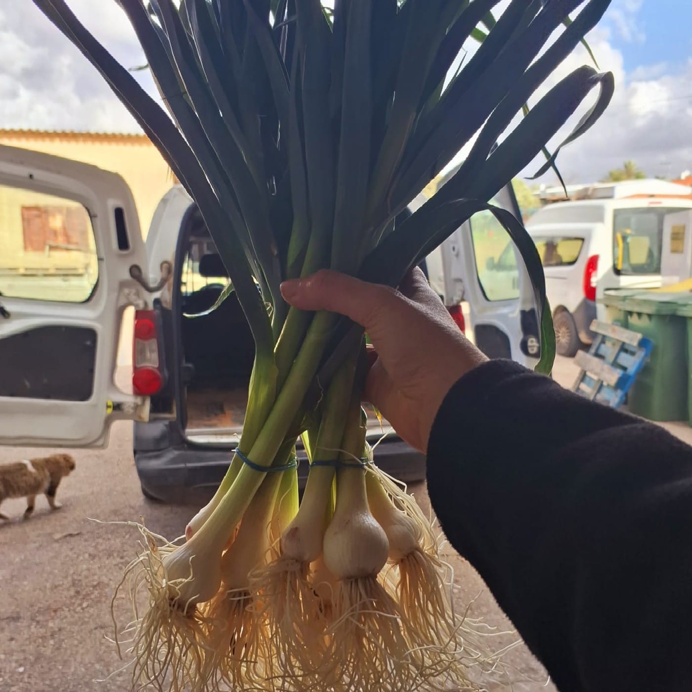 שום ירוק אורגני