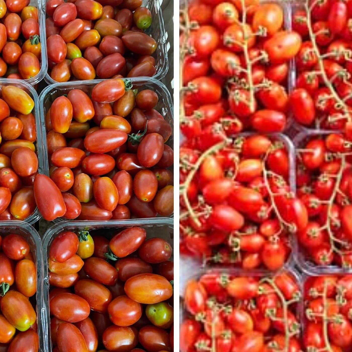 עגבניות שרי אורגניות